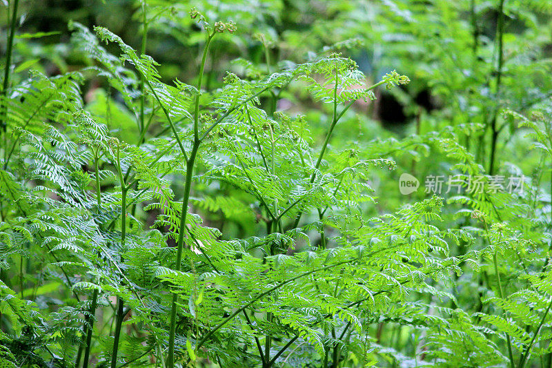 蕨类植物(蕨类植物)生长在林地的叶/叶上